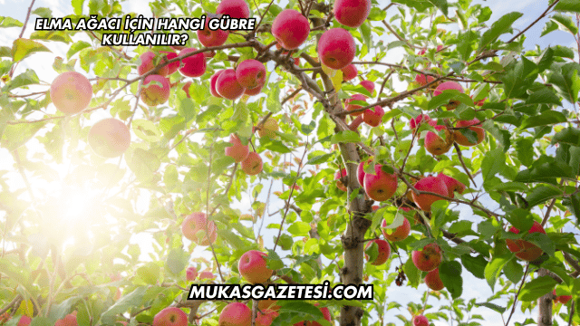 Elma Ağacı İçin Hangi Gübre Kullanılır?