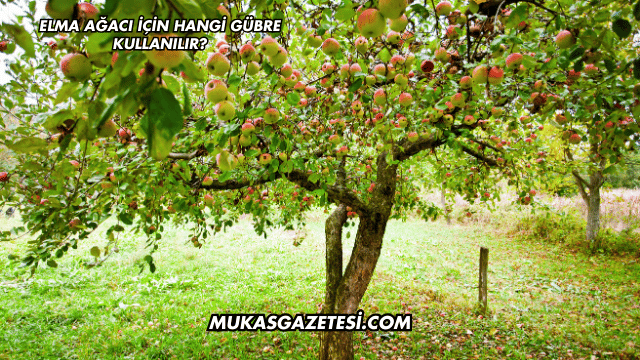 Elma Ağacı İçin Hangi Gübre Kullanılır?