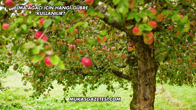 Elma Ağacı İçin Hangi Gübre Kullanılır?