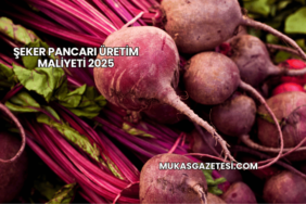 Şeker Pancarı Üretim Maliyeti 2025