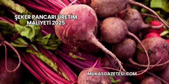 Şeker Pancarı Üretim Maliyeti 2025