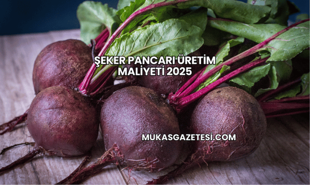 Şeker Pancarı Üretim Maliyeti 2025