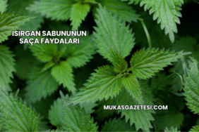 Isırgan Sabununun Saça Faydaları