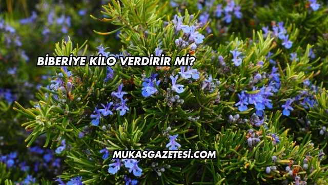 Biberiye Kilo Verdirir mi?